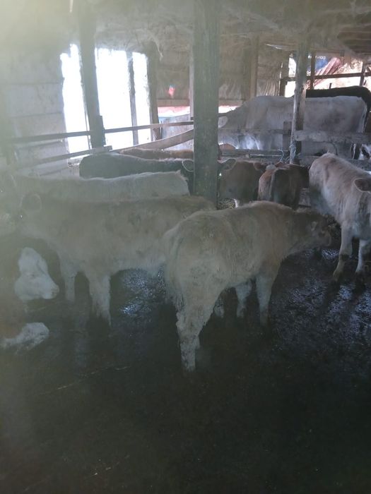 Vand 10 vitei de rasa