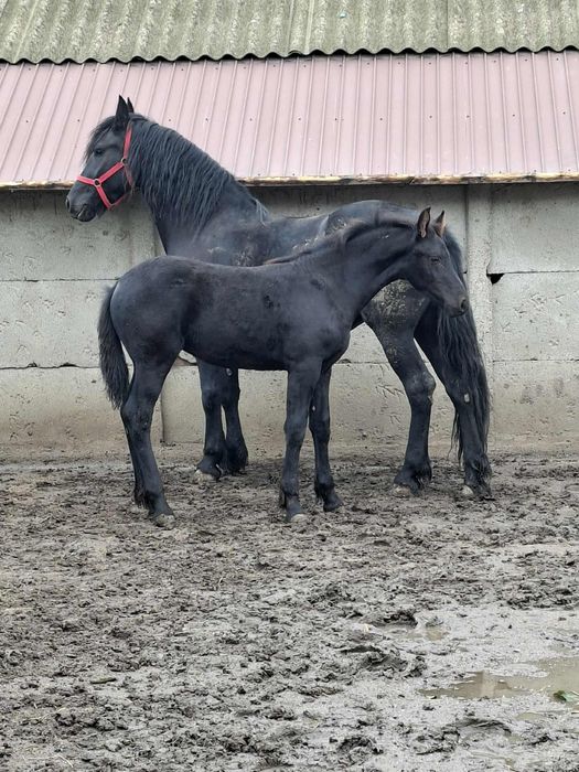 Manza si iapa metis de friz