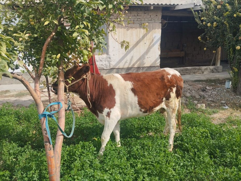 1 тұған қашар сатылады