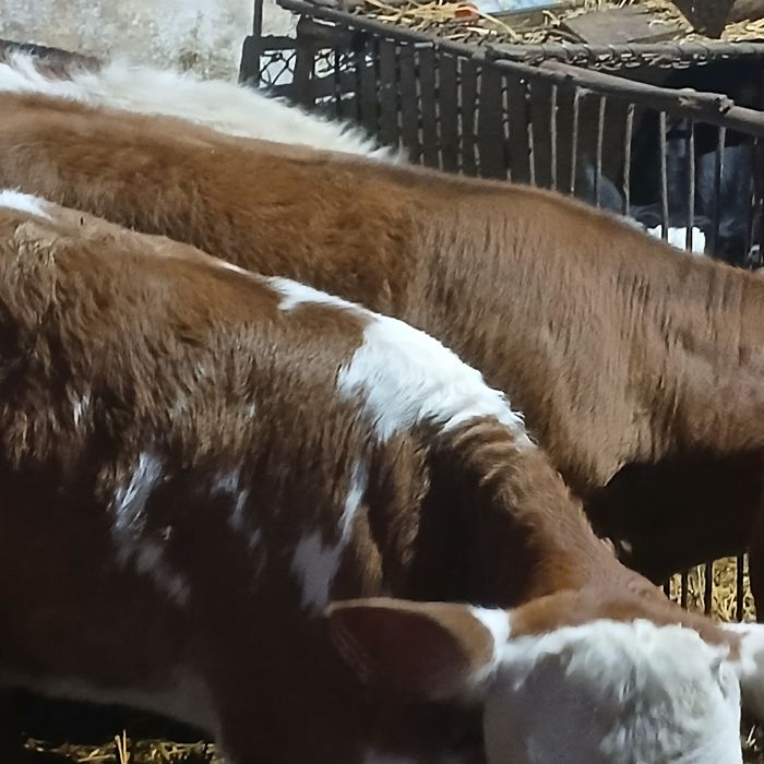 Vitei Intarcati tăurasi si vitele