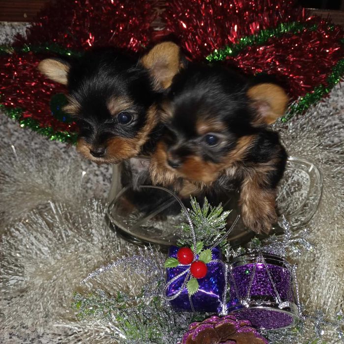 Мини Йорки.    .