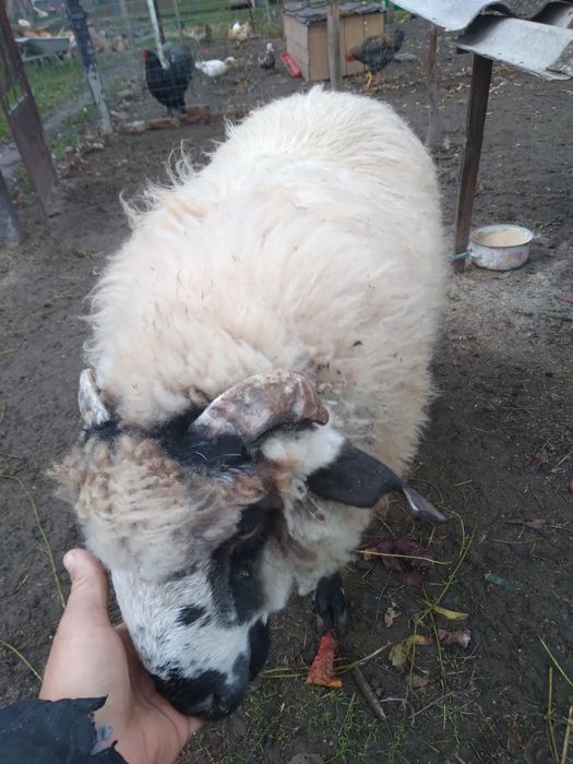 Vând berbec din primăvară gras copt.