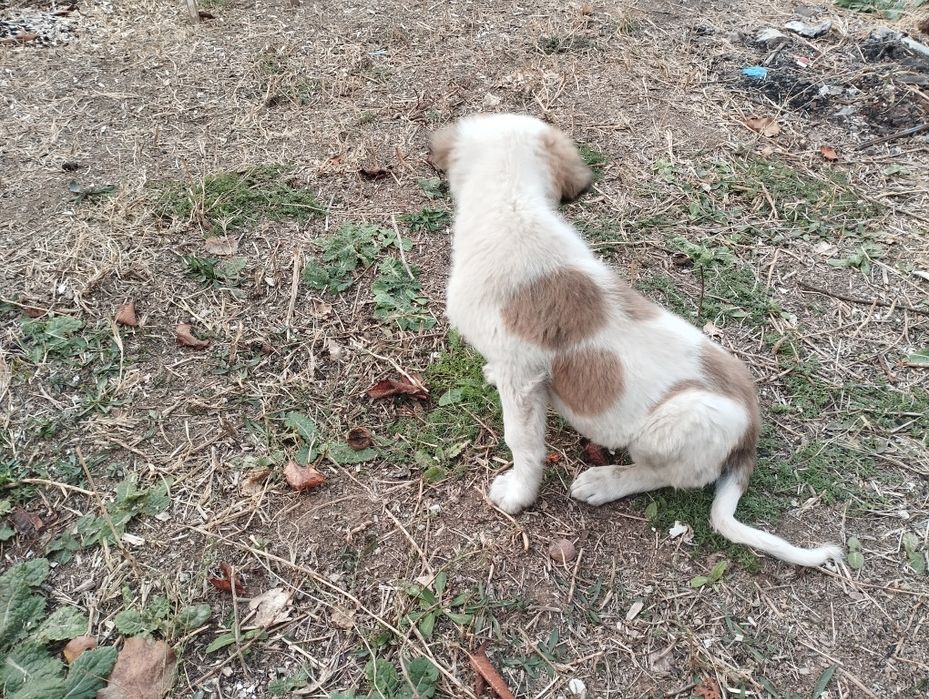 Кучук 2 ойли совгага