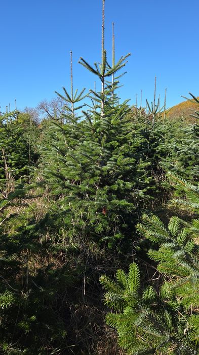 Vand Brazi Arginti și Verzi