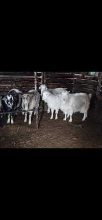 Продам коз или обмен на телят