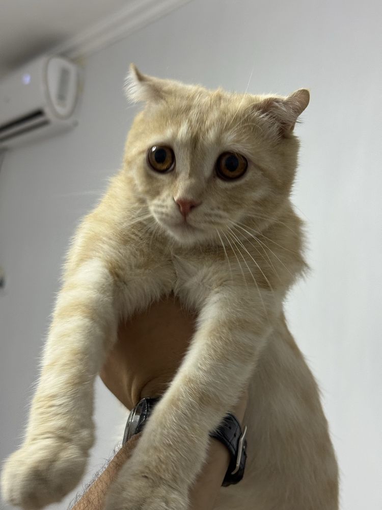 Британский вислоухий котик