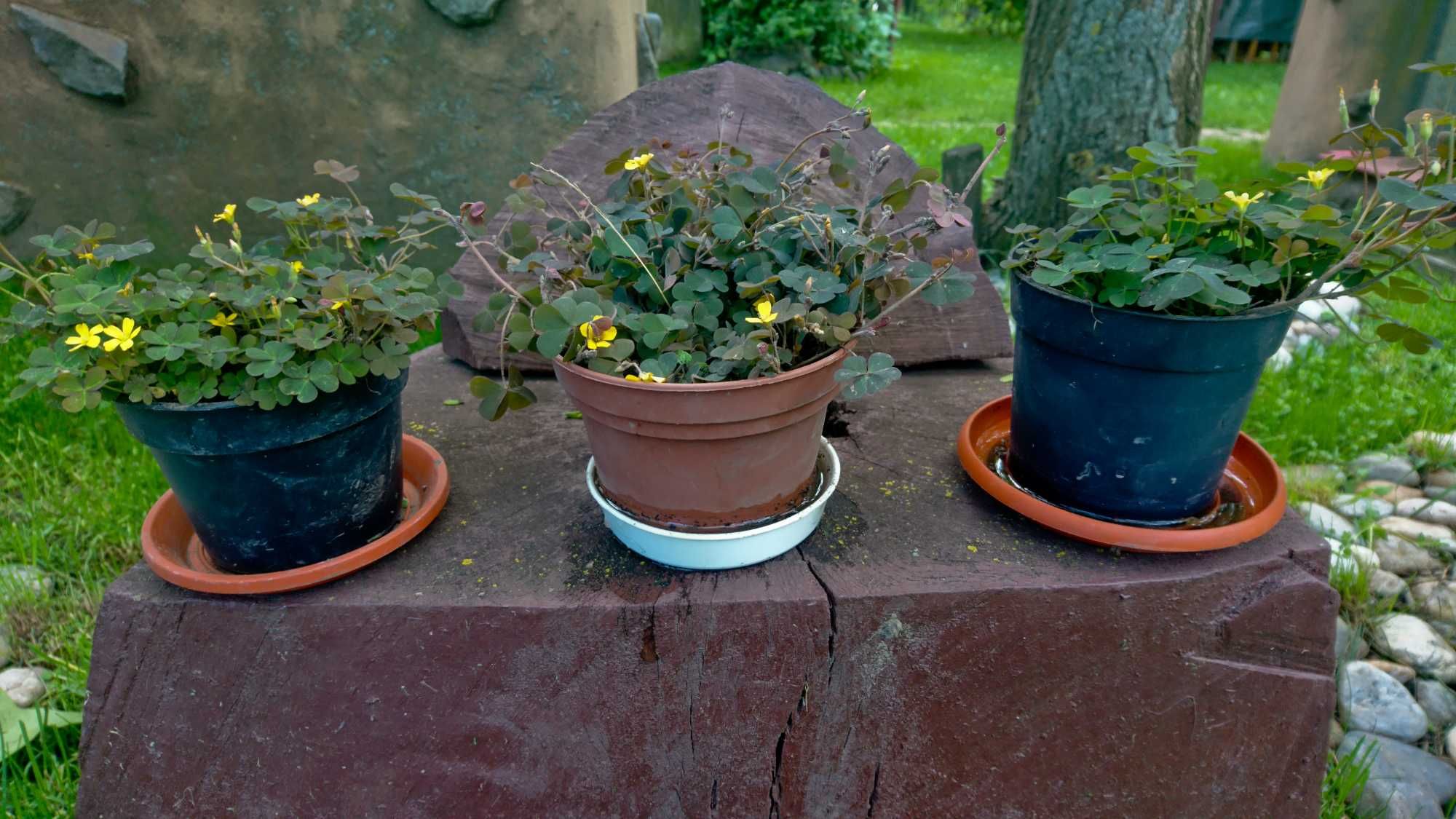 Planta-Floare: Trifoi negru cu flori galbene, la ghiveci.