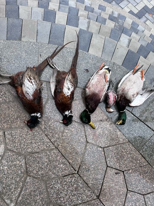 Yovvoyi o’rdak fazan tustovuq quyon go’shtlari. Дич. Dich