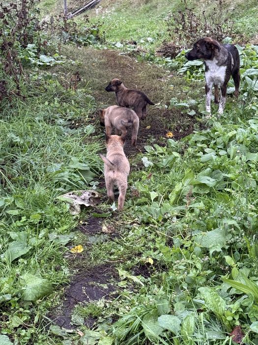 Donez cățeluși metis