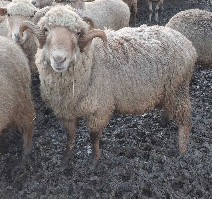 Berbecuți de vănzare !