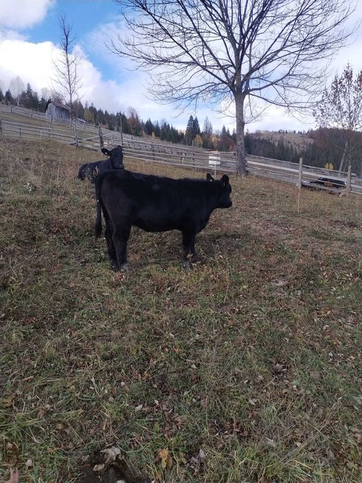 Viței ANGUS 7/8 luni