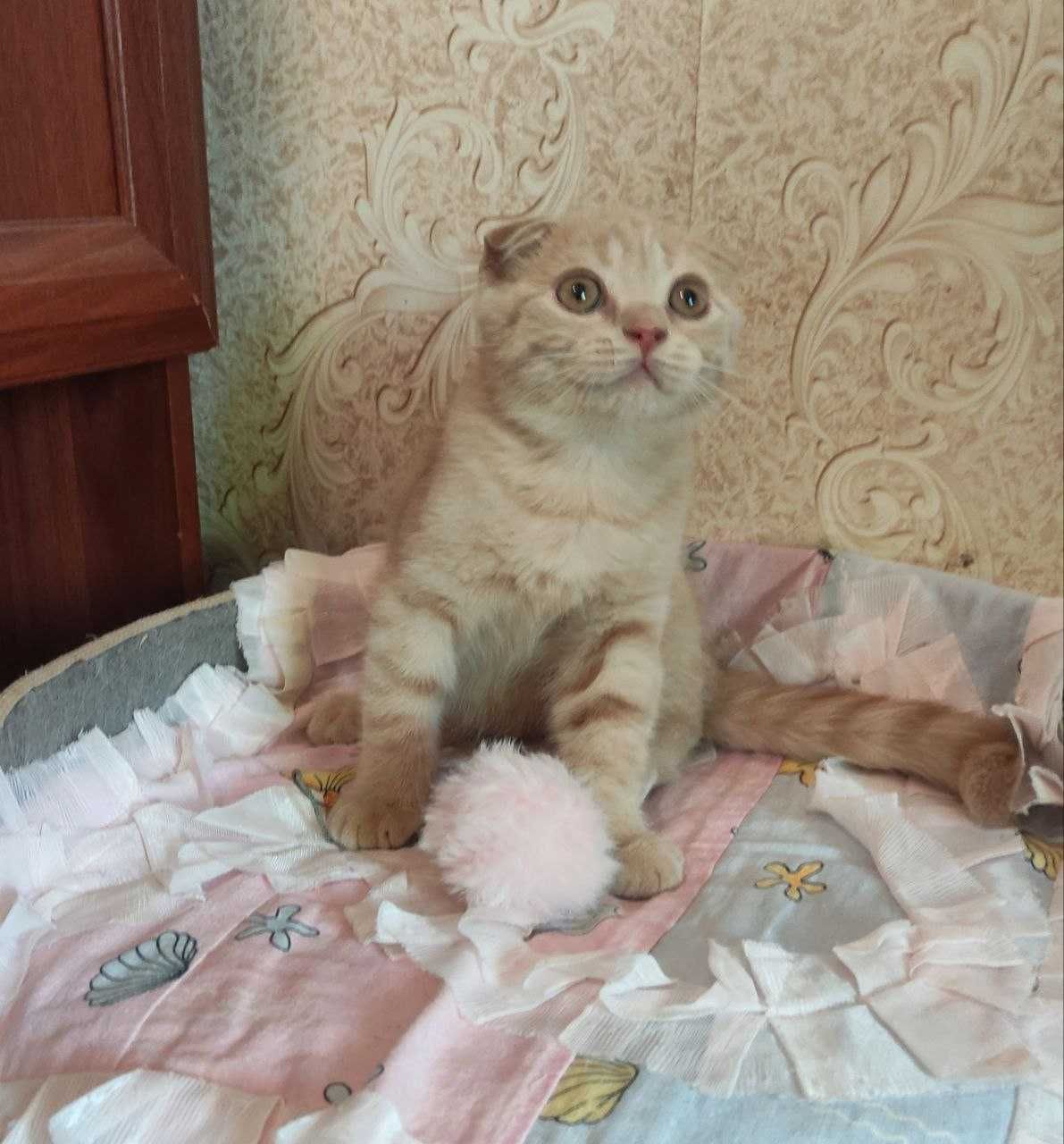 Продается шикарный котенок мальчик фолд