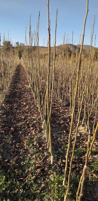 Pomi fructiferi certificati