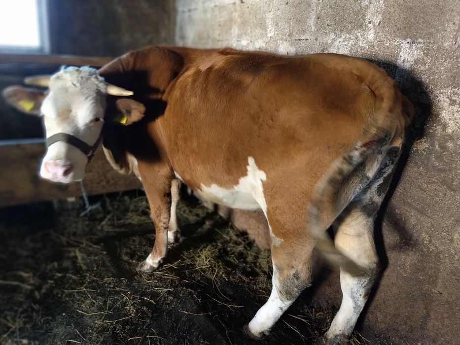 Vacă bălțată de lapte