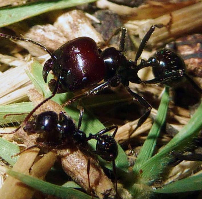 Муравьи для новичков!Цена договорная (3500)