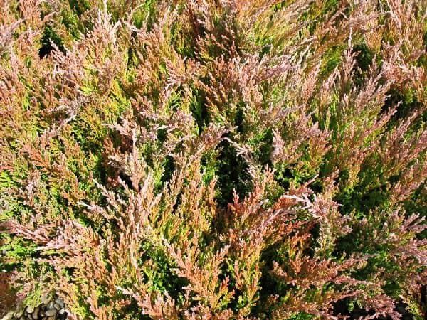 Богбон Арча дорилаш. Садовник Обработка декоративных культуры.