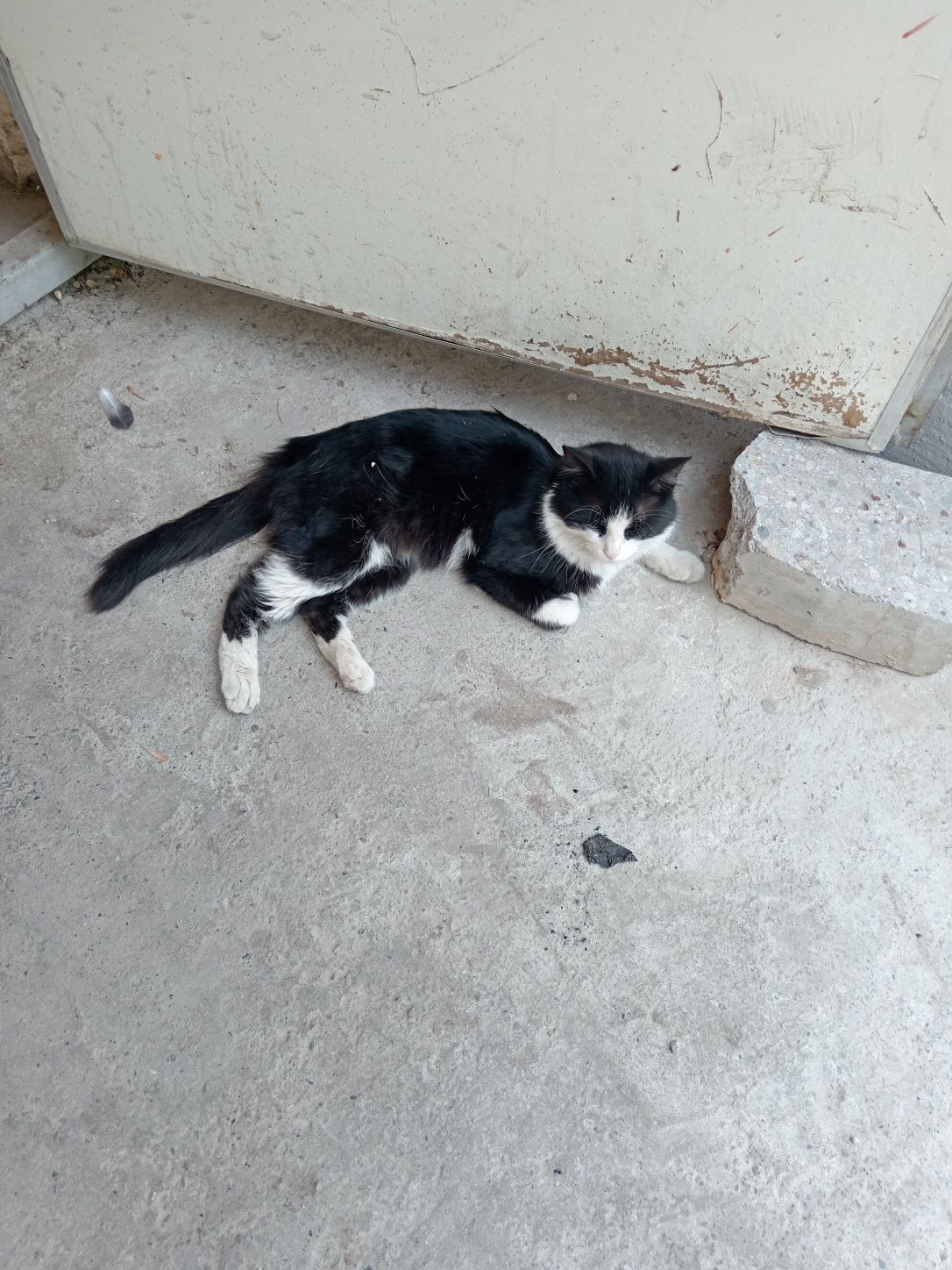 Кот, зовут Каравой, большой он же Томас