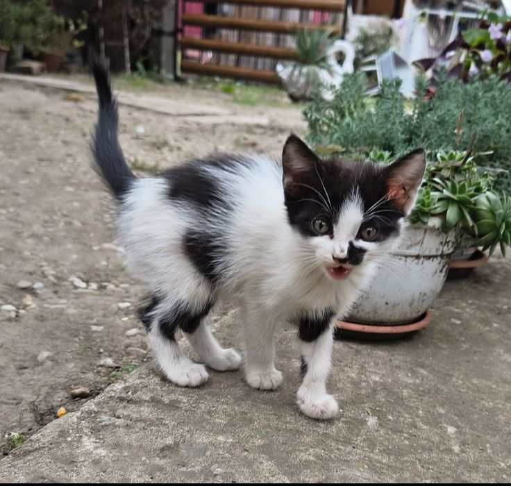 Donez pui de pisică