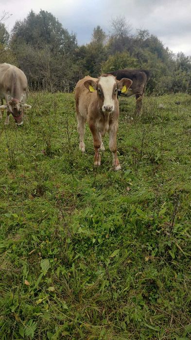 De vanzare 3 vitei taurasi