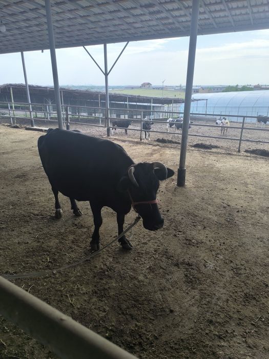 Бизга тезлик мол бокар эркак кере фермага