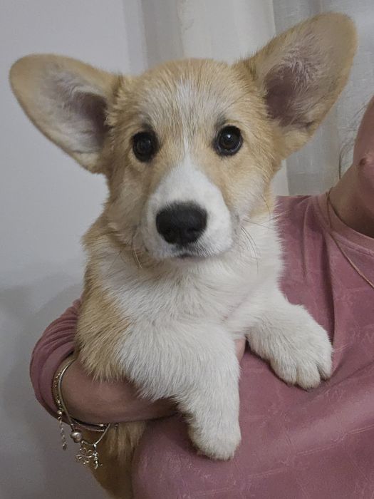 Fetita Corgi Pembroke