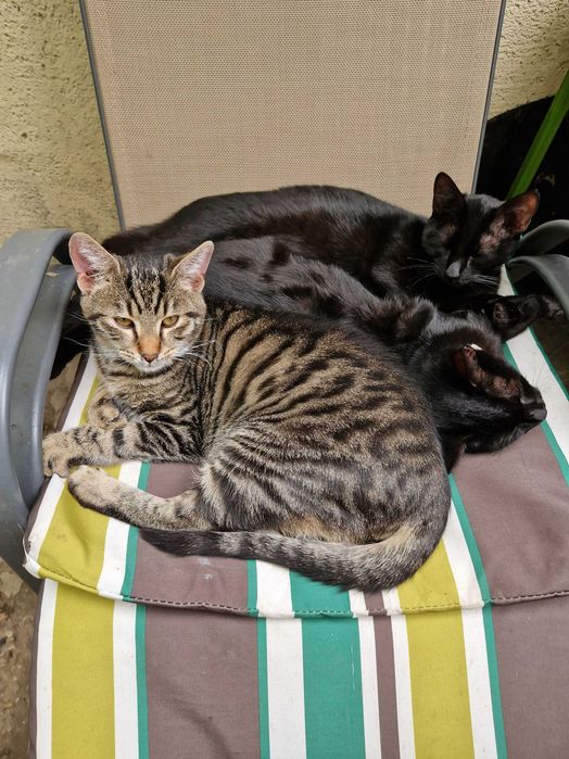 Pisoi blanzi si jucausi,6 luni