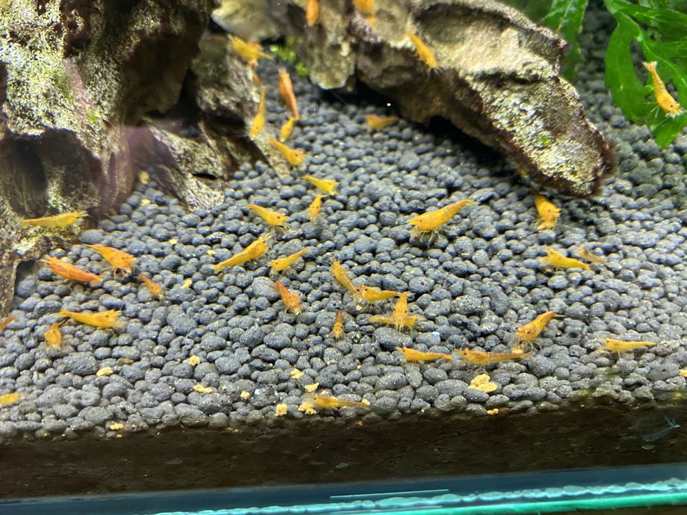 Creveti neocaridina orange