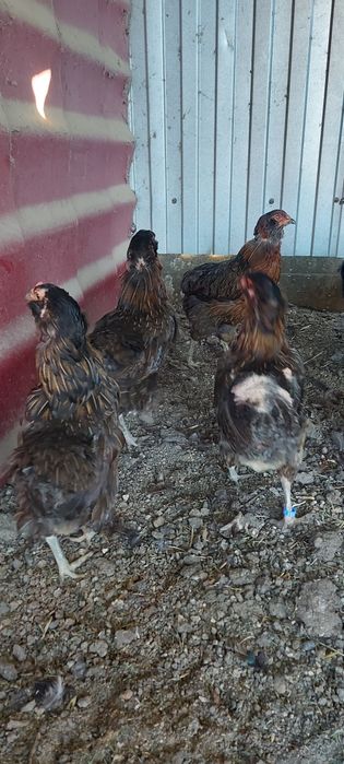 Disponibile gaini si cocosi araucana