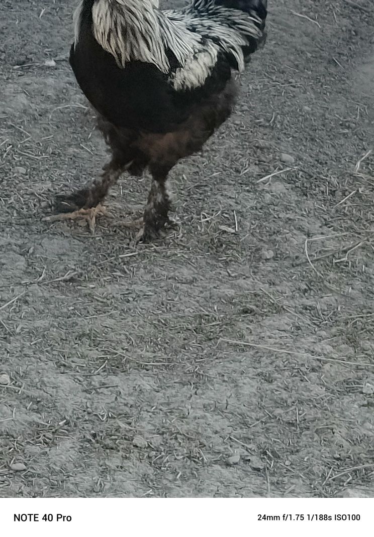 Brama tovuqlar sotiladi