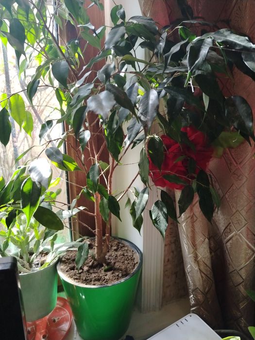 Комнатные цветы.