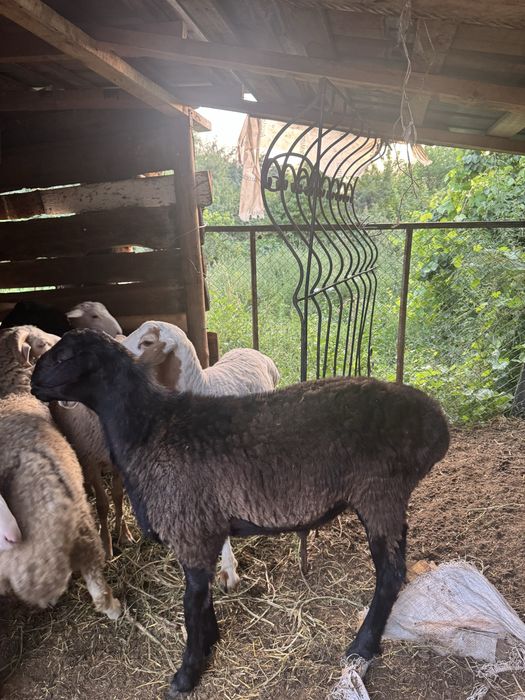 Продам домашних баран