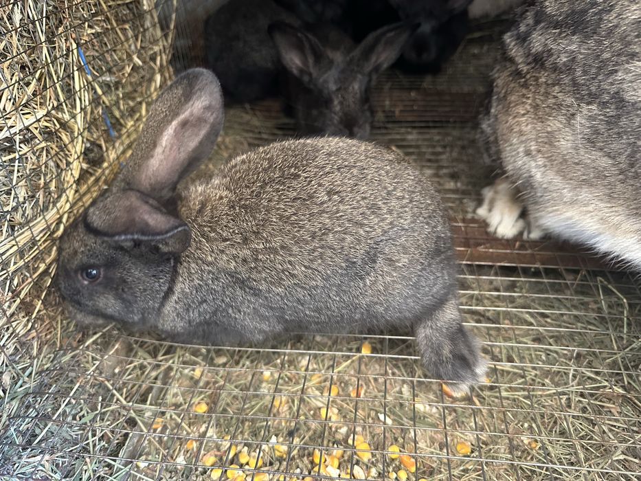 Vand pui Urias German