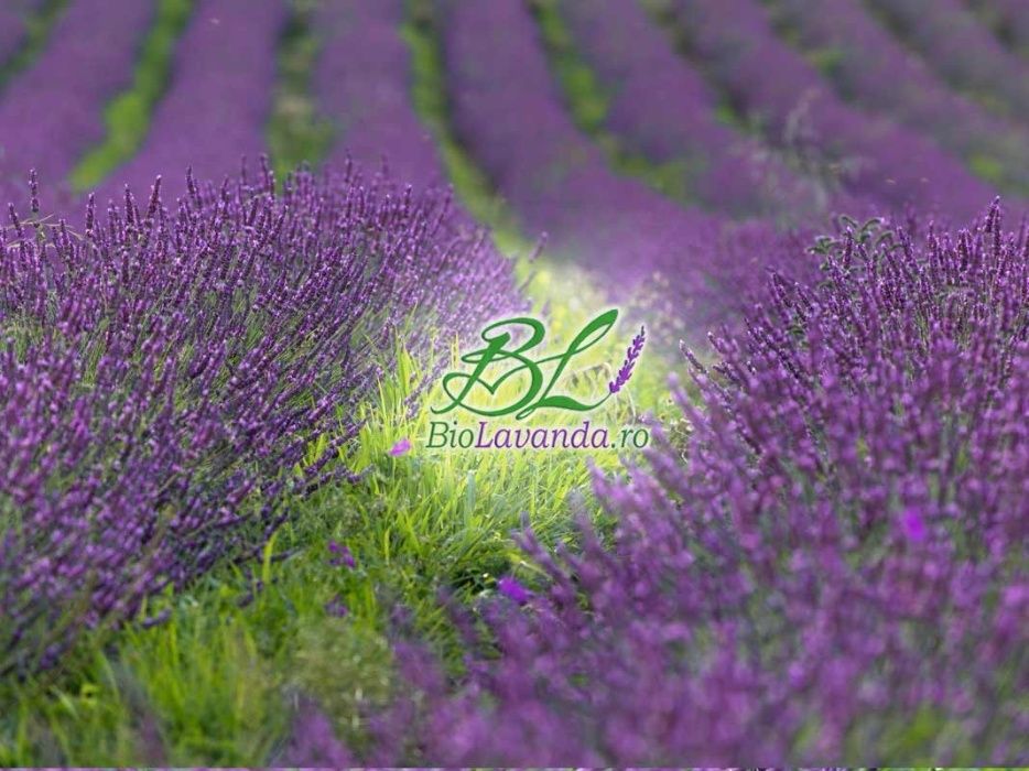 Ulei de lavanda certificat ecologic