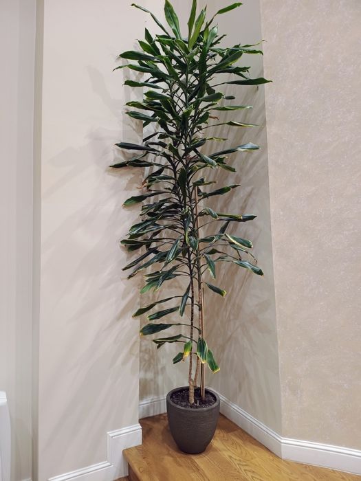 Floare Trunchiul fericirii (dracena fragrans)