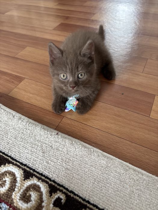 Отдам котенка.