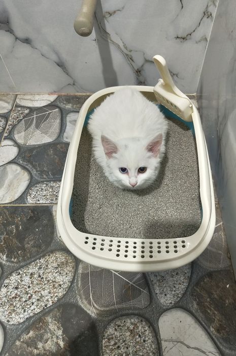 Као Мани котёнок,только очень добрым людям