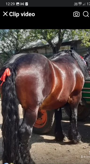 Vând  armăsar  ardenez  belgian