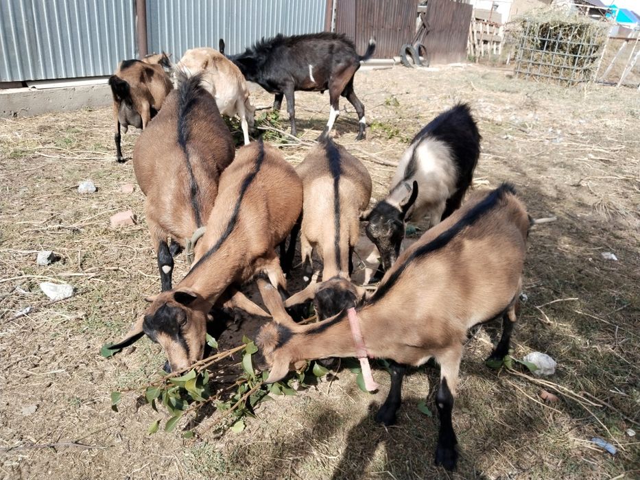 Продам алпиский коз