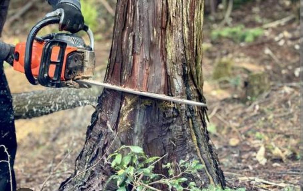 Ағаш отын кесеміз спил аваринных деревьев  дрова