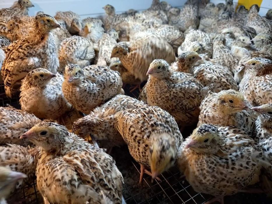 Prepelițe și  papagali peruși