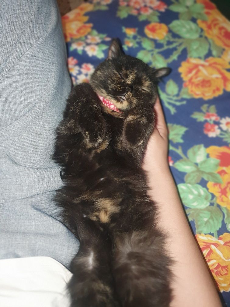 Кошка пародистая
