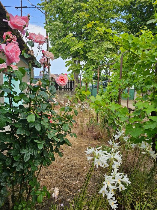 Vand teren 1600mp cu 2 case pe el in Corbu cu izvor in spatele curtii