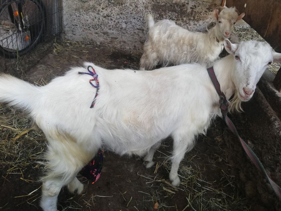 Zotor Sogʻn echki ena bola sotladi arzon berman pul zarur