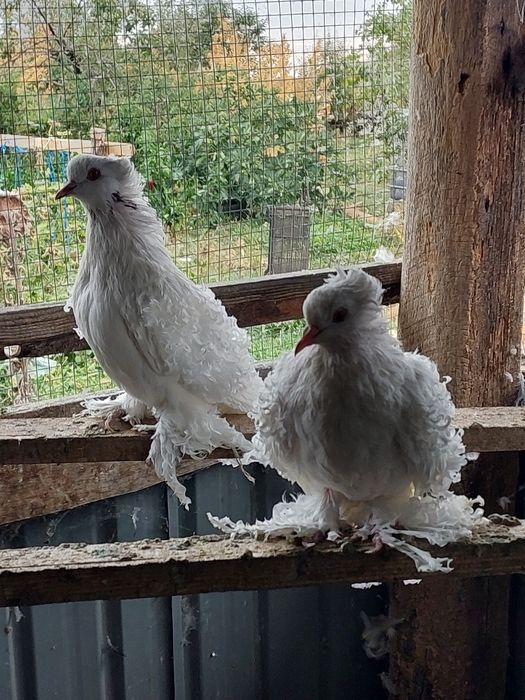 Vând porumbei creți