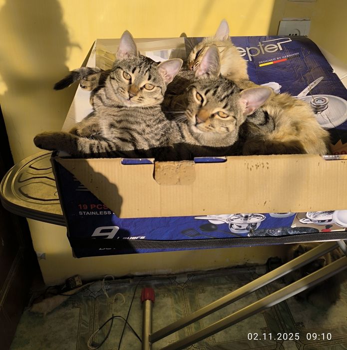 Отдам даром котят