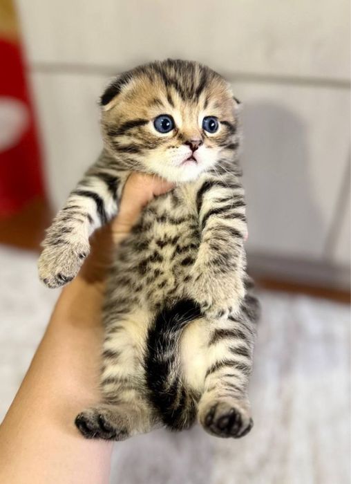 Чистокровные котята скоттиш фолд