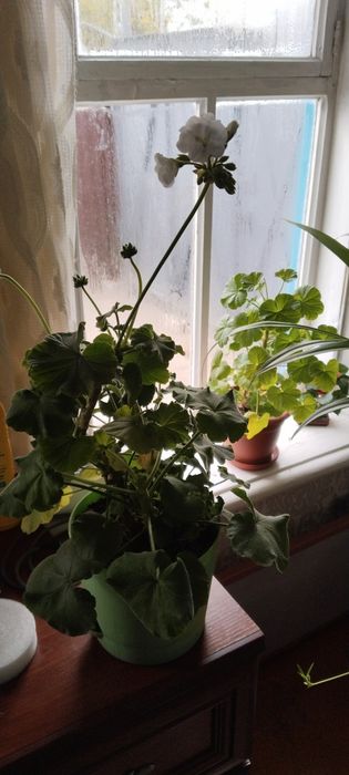 Продам комнатные цветы