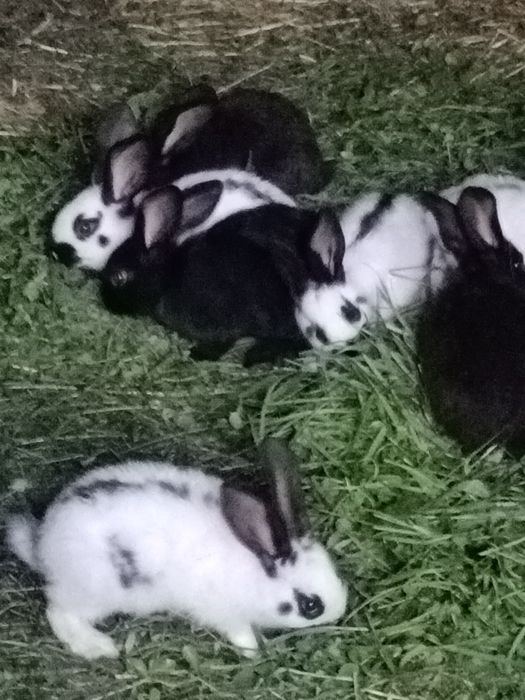 Ieiepurași fluturi germani,ajung la peste 8 kg,