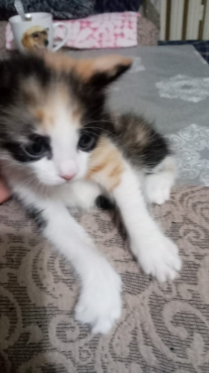 Отдам котят в добрые ,любящие руки!