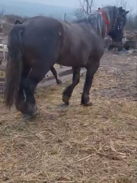 Vând armăsar!Ofer informații suplimentare în privat !